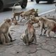 Tired soldiers take a break from the rigors of monkey combat.
